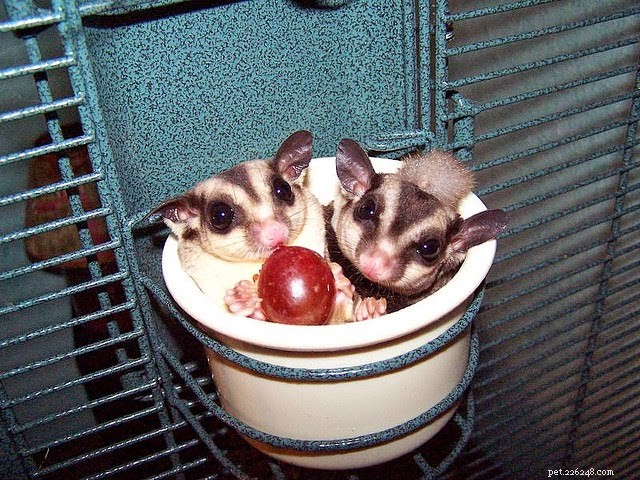 8 Rare Exotic Pets You Probably Haven’t Heard Of