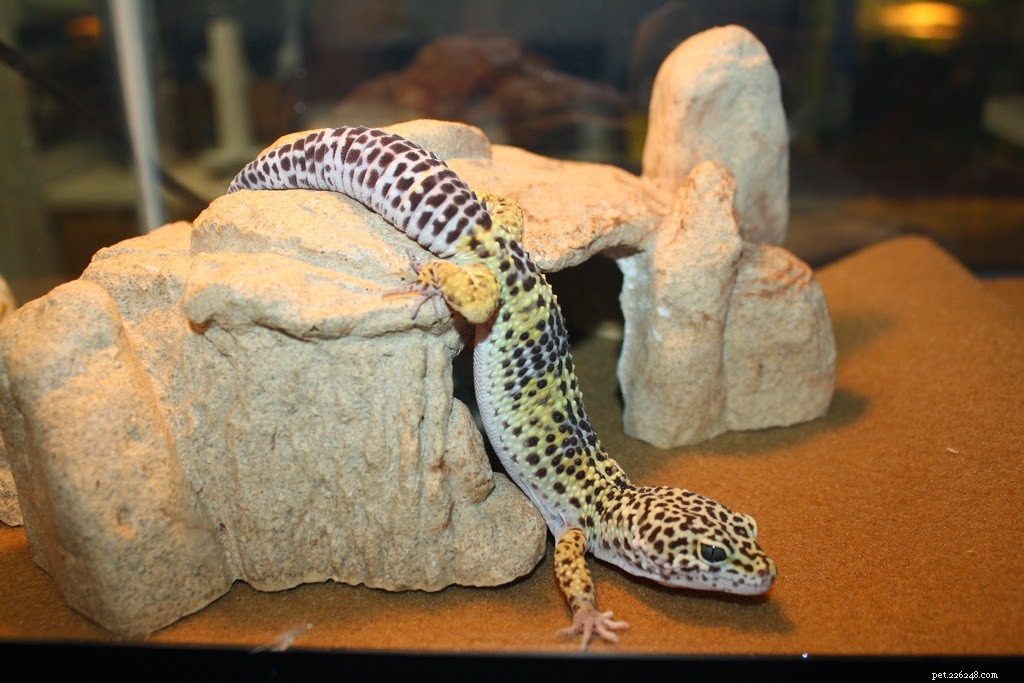 8 Rare Exotic Pets You Probably Haven’t Heard Of