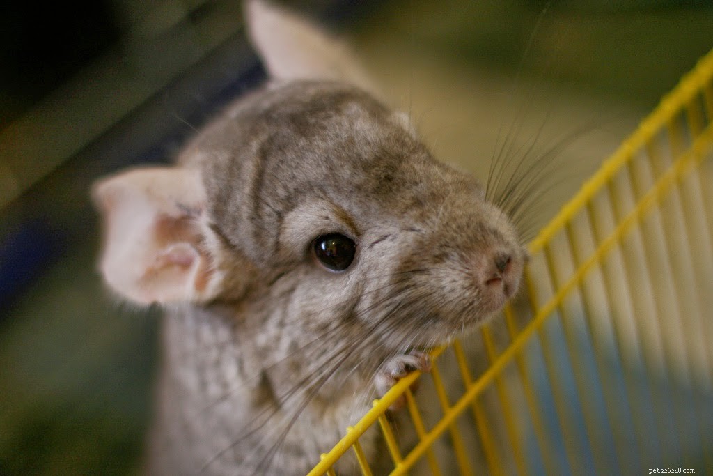 8 Rare Exotic Pets You Probably Haven’t Heard Of