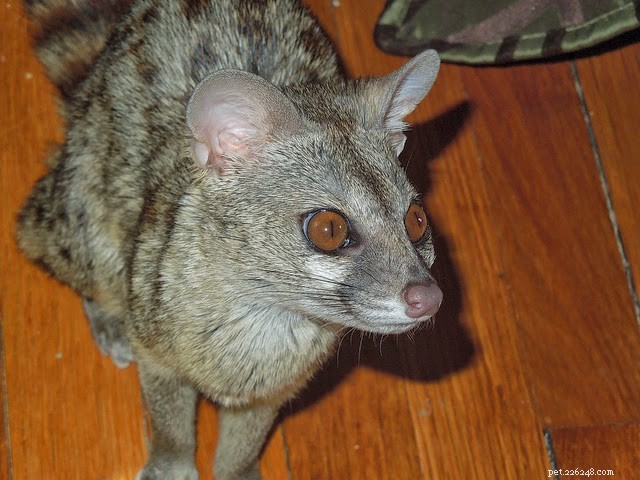 8 Rare Exotic Pets You Probably Haven’t Heard Of