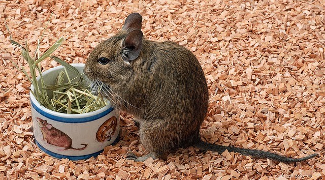 8 Rare Exotic Pets You Probably Haven’t Heard Of