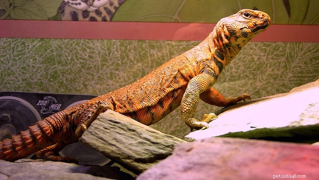 8 Rare Exotic Pets You Probably Haven’t Heard Of