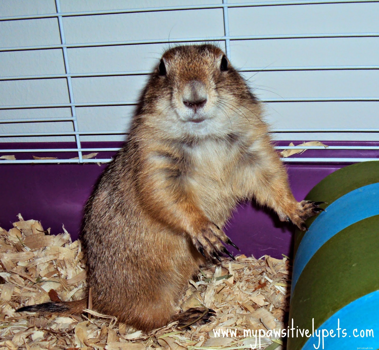 8 Rare Exotic Pets You Probably Haven’t Heard Of