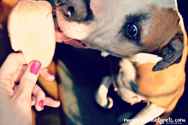 Scout & Zoe s Allergy‑Free Dog Treats: Safe, Grain‑Free Options for Sensitive Pets