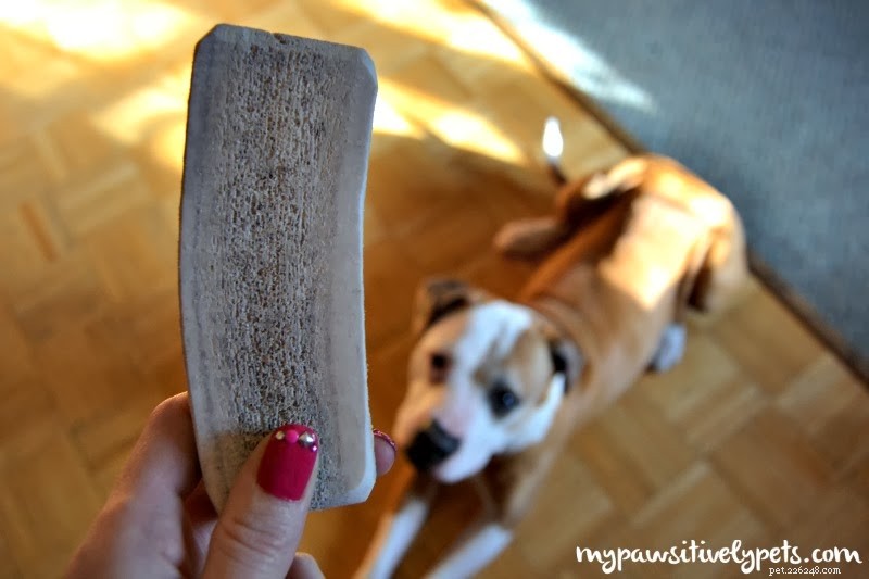 Scout & Zoe s Allergy‑Free Dog Treats: Safe, Grain‑Free Options for Sensitive Pets