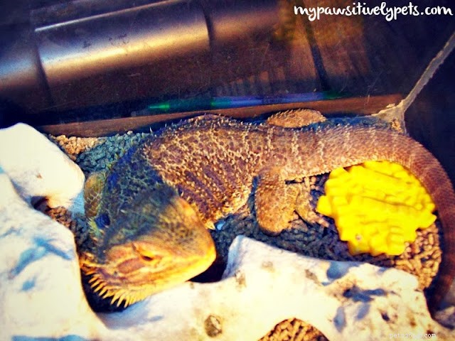 Why Bearded Dragons Make Great Pets: A Trusted Guide