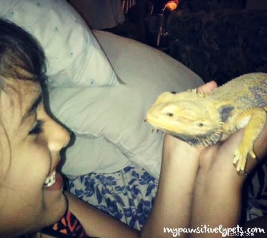 Why Bearded Dragons Make Great Pets: A Trusted Guide
