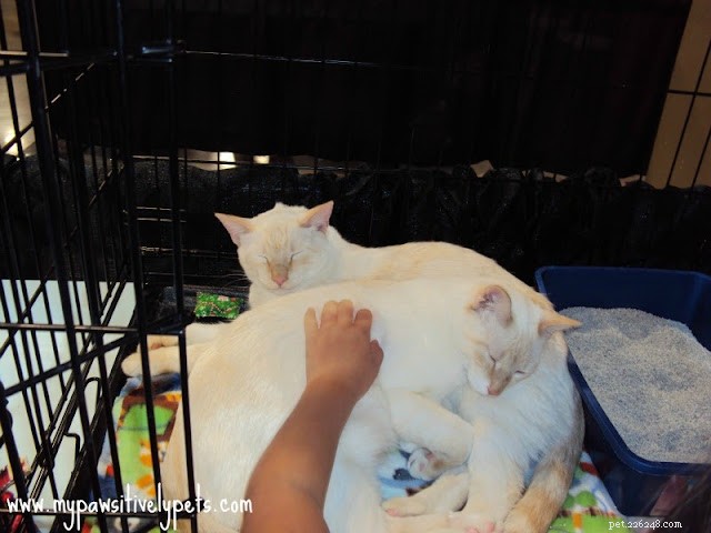 Discover Austin Pet Expo: Family Fun with Furry Friends