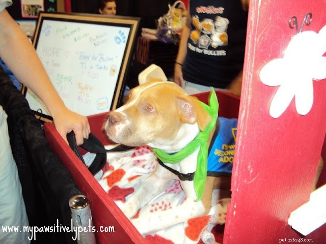 Discover Austin Pet Expo: Family Fun with Furry Friends