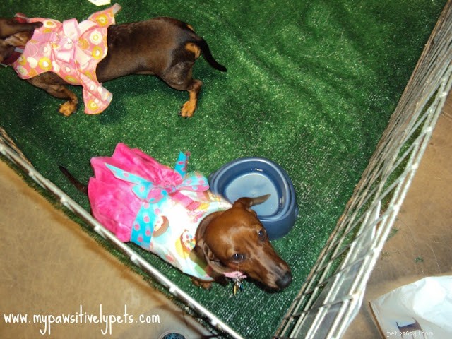 Discover Austin Pet Expo: Family Fun with Furry Friends
