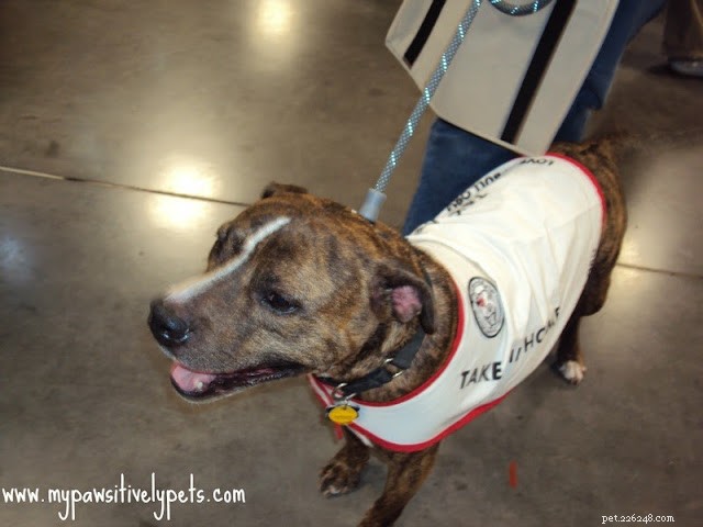 Discover Austin Pet Expo: Family Fun with Furry Friends