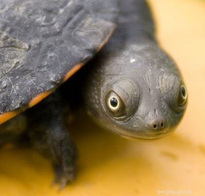 Social Pet Saturday: Fun Contests, Turtle Care, and Support for Pets in Need