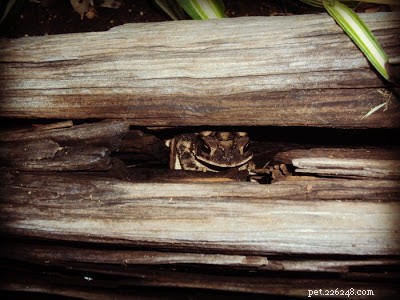 Unexpected Reptile Visitors: Safely Coexisting with Frogs, Turtles, and Toads