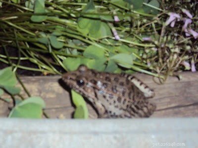 Unexpected Reptile Visitors: Safely Coexisting with Frogs, Turtles, and Toads
