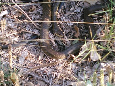 Unexpected Reptile Visitors: Safely Coexisting with Frogs, Turtles, and Toads