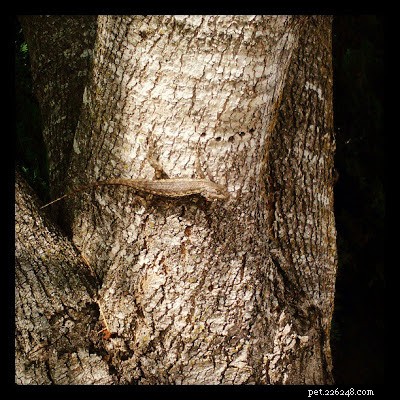 Unexpected Reptile Visitors: Safely Coexisting with Frogs, Turtles, and Toads