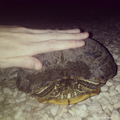 Unexpected Reptile Visitors: Safely Coexisting with Frogs, Turtles, and Toads
