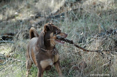 Should Your Dog Get a Rattlesnake Vaccine? Key Insights for Pet Owners