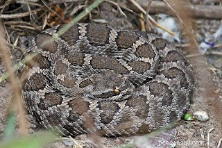Should Your Dog Get a Rattlesnake Vaccine? Key Insights for Pet Owners