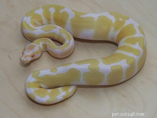 2013: The Year of the Snake – Traditions, Traits, and Fortune