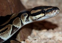 2013: The Year of the Snake – Traditions, Traits, and Fortune