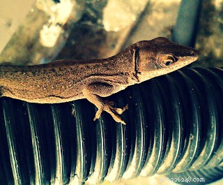 Saturday Photohunt: Discovering the Tiny Anole Lizard