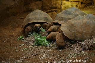 Hay: A Vital Food for Many Pets, Not Just Horses