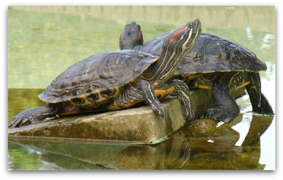 Rescuing a Red‑Eared Slider: Returning Her to the Lake