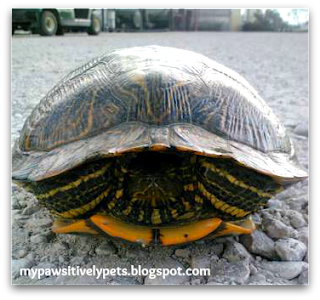 Rescuing a Red‑Eared Slider: Returning Her to the Lake