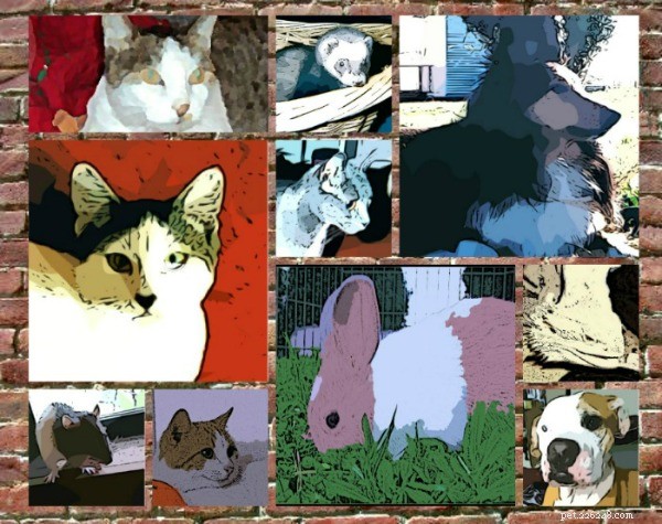 Saturday Photohunt: Celebrating Pets in a Vibrant Mural