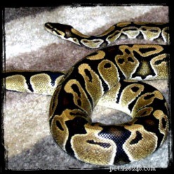 Surviving a Snake Bite: One Vet s Personal Experience