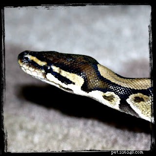 Surviving a Snake Bite: One Vet s Personal Experience