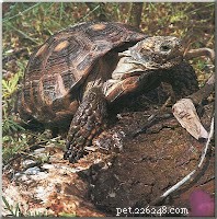 Protect Your Turtle: Why Pets Should Not Chew on Them