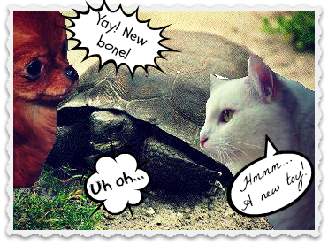 Protect Your Turtle: Why Pets Should Not Chew on Them