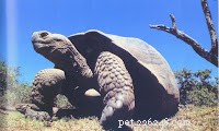 Protect Your Turtle: Why Pets Should Not Chew on Them
