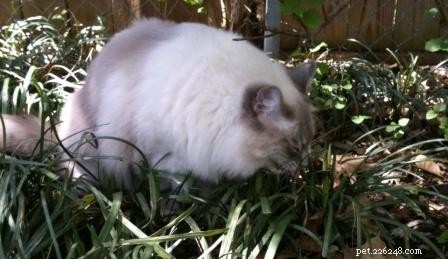 Why Cats Eat Grass: The Natural Behavior Explained