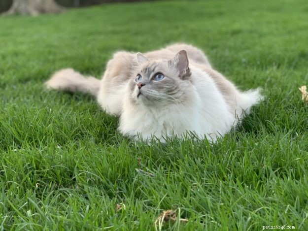 Ragdoll Cats: The Complete Guide to Traits, Care & Purebred Identification