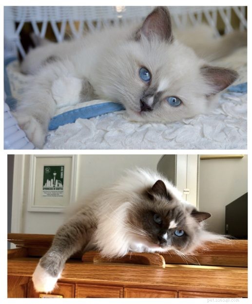Ragdoll Cats: The Complete Guide to Traits, Care & Purebred Identification