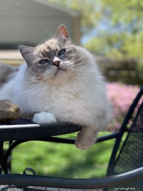 Ragdoll Cats: The Complete Guide to Traits, Care & Purebred Identification