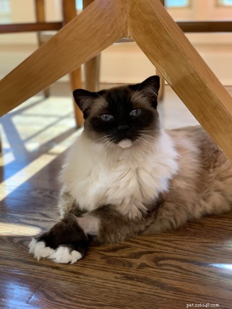 Ragdoll Cats: The Complete Guide to Traits, Care & Purebred Identification