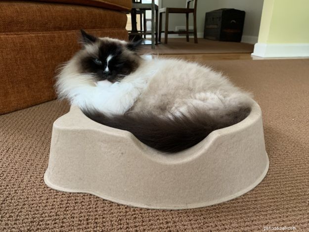 Ragdoll Cats: The Complete Guide to Traits, Care & Purebred Identification