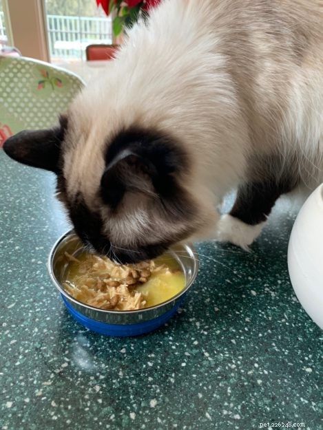 Ragdoll Cats: The Complete Guide to Traits, Care & Purebred Identification