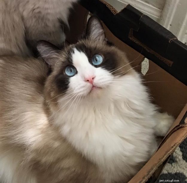Ragdoll Cats: Traits, History, and Personality Insights