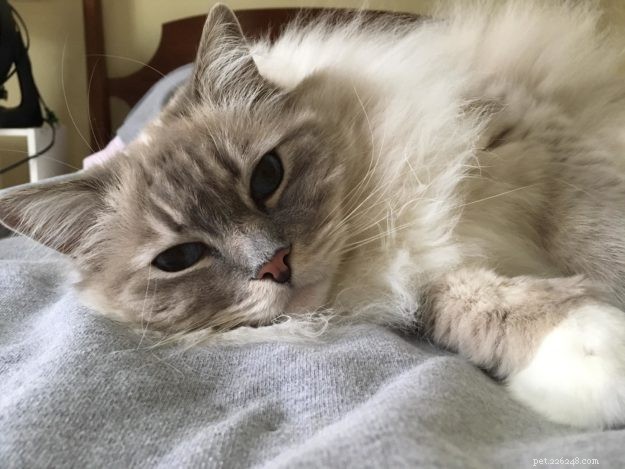 Ragdoll Cats: Traits, History, and Personality Insights