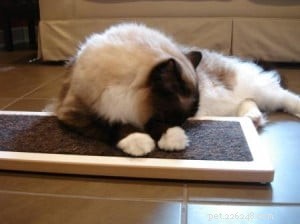 Why Does My Cat Rub Against Me, My Shoes, or Anything? Understanding Their Behavior