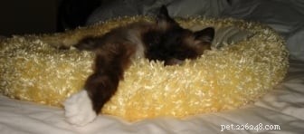 How My Cat Saved My Life: A Real-Life Tale of Pet Alertness