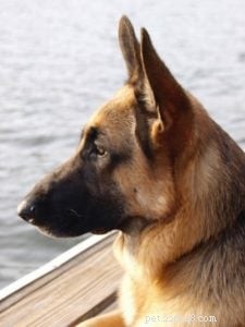 Saying Goodbye to Napa: A Heartfelt Tribute to Our Loyal Companion
