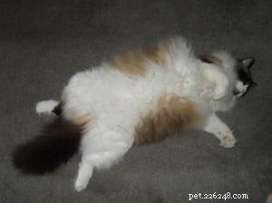 Ragdoll Cat Biting Problem: Expert Tips to Stop Unwanted Bites