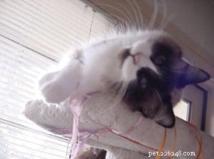 Ragdoll Cat Biting Problem: Expert Tips to Stop Unwanted Bites