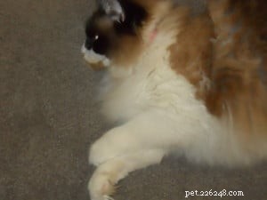 Ragdoll Cat Biting Problem: Expert Tips to Stop Unwanted Bites
